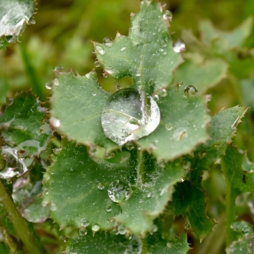 As you can see by this close up view the spiny sow thistle has no true thorns but rather a simply rugged leaf edge.