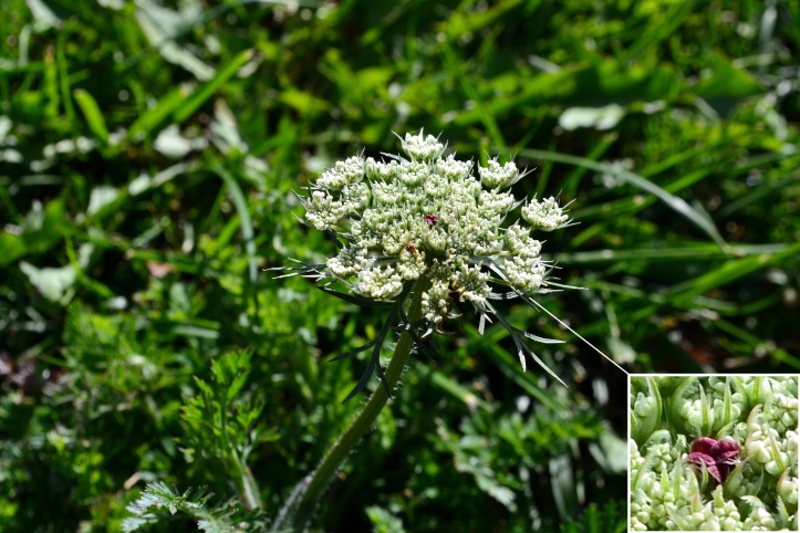flowerThe flower of Wild Carrot is borne on a stem forming a large tightly compact umbel, all white with the typical single purple flower in the center.