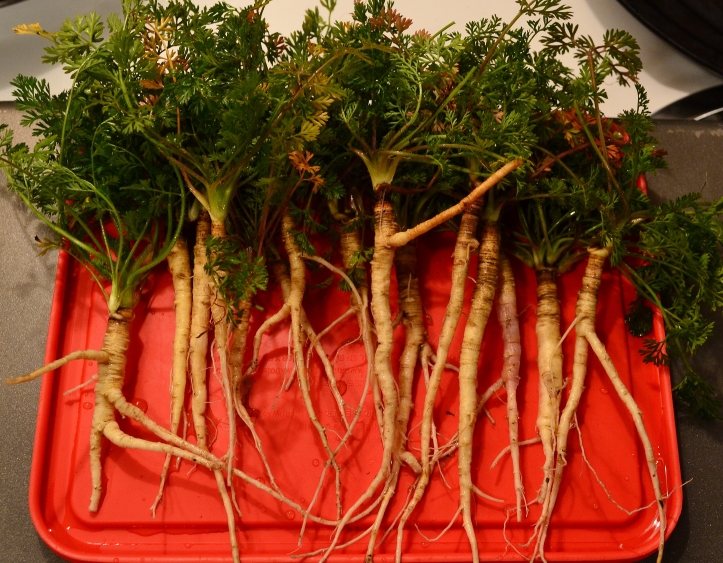 First year roots, harvested and ready to be cooked.