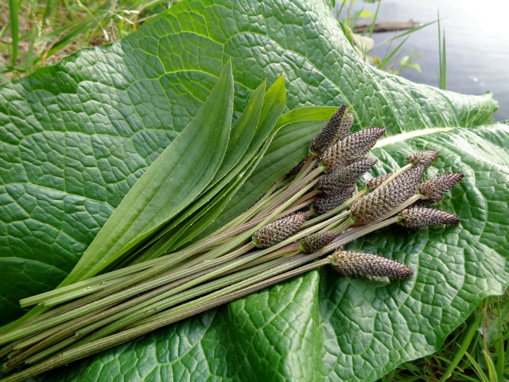 narrow leaf plantain