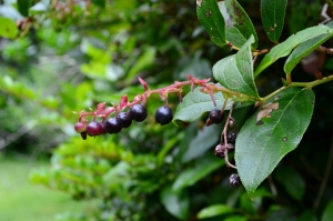 Edible Salal berry of the pacific northwest. The northwest forager by hank holly.