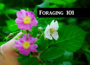 Foraging 101 The Northwest Forager.